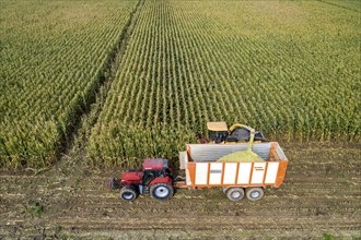 Maize harvest, combine harvester, chopper works its way through a maize field, the silage is pumped