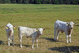 Europe, Germany, Mecklenburg-Western Pomerania, Calves on the pasture near Göhren-Lebbin,