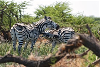 Zebras, zebra, plains zebra (Equus quagga), wild, free-living, safari, ungulate, animal,