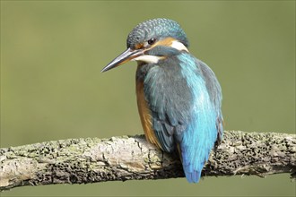 Kingfisher on perch, (Alcedo atthis)