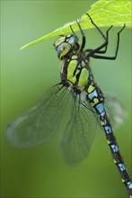 Southern Hawker (Aeshna cyanea), male animal, Hattinger Hügelland, North Rhine-Westphalia, Germany,