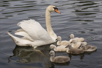 Mute swan with young, Hattingen Industrial Park, North Rhine-Westphalia, Germany, Europe