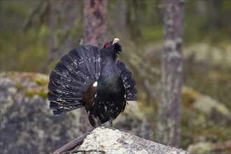 Scandinavia, Sweden, capercaillie in summer (Tetrao urugallus), Vesterberget, Hamra, Sweden, Europe