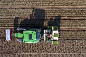 Agriculture, herb gardening, parsley is planted in rows in a field with a planting machine