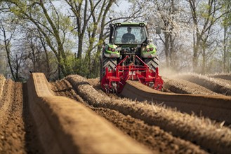 A farmer builds asparagus ridges on a field with the help of an asparagus tiller, in which the