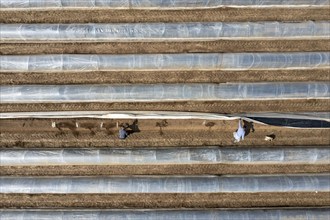 Asparagus harvest in the Rhineland, asparagus pickers at work in an asparagus field covered with