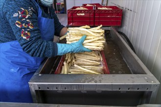 Asparagus farm, white asparagus is washed, cut and sorted by quality after harvesting, near