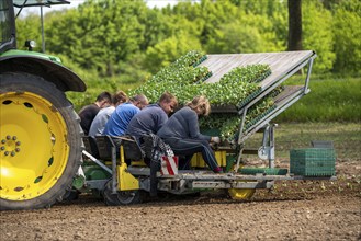 Cabbage, Kappes, is planted in a field, labourers put the young plants, with a bale of substrate,