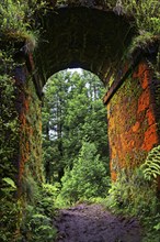 A moss-covered historic aqueduct Muro das Nove Janelas with rustic arches in the forest, crater