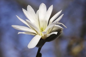 Beautiful blossom of the star magnolia, March, Germany, Europe