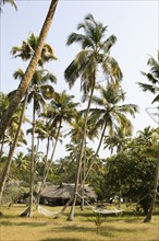 Coconut palms at Marari Beach Resort, Mararikulam, Alleppy, Kerala, India, Asia