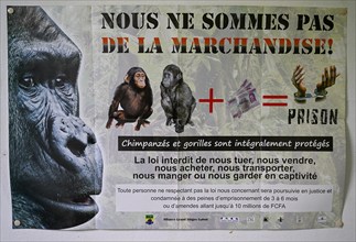 Poster against wildlife trafficking in a ranger station, chimpanzees, Loango National Park, Parc