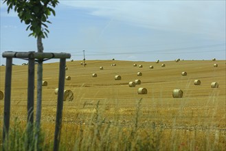 Round bales of straw in a field, Mecklenburg-Western Pomerania, Germany, Europe