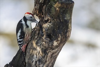 Middle spotted woodpecker (Leiopicus medius) on dead wood, Austria, Upper Austria, Europe