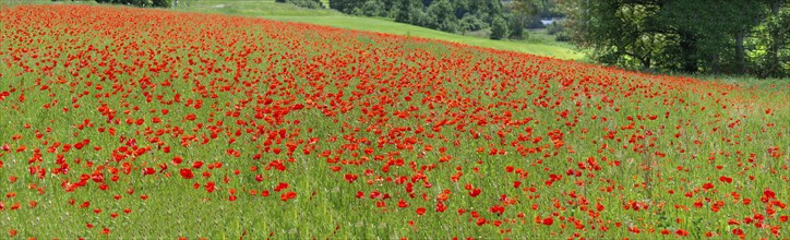 Field with flowering poppies (Papaver rhoeas), Franconia, Bavaria, Germany, Europe