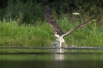 Western osprey (Pandion haliaetus) hunting, Aviemore, Scotland, Great Britain