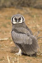 Milk Eagle Owl, (Bubo lacteus), Milk Eagle Owl colourful young bird Kalahari Gemsbok NP, South