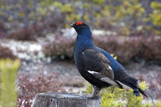 Black grouse, black grouse, courtship display, (Lyrurus tetrix), Sweden, Hamra, Hamra, Sweden,