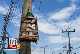 Street scene with bird cage on Koh Yai Noi, power pole cage, animal husbandry, animal cruelty,