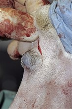 Removal of a skin tumour in dogs, skin tumour, vet