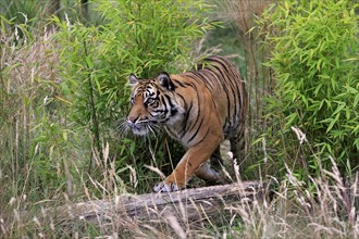 Sumatran tiger (Panthera tigris sumatrae), adult, stalking, vigilant