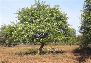 Fallow deer stand by Rowan tree on heathland, Hollesley Common heath, Suffolk Sandlings, England,