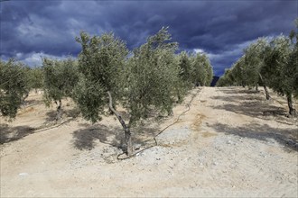 Landscape of dramatic storm clouds over olive trees, Uleila del Campo, Almeria, Spain, Europe