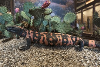 Crustacean lizard or gila monster (Heloderma suspectum), Natural History Museum, opened 1889,