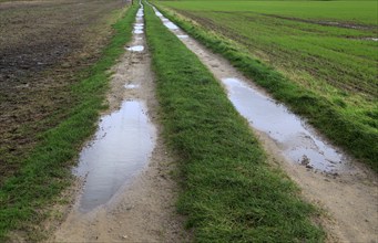 Puddles in farm track crossing fields, Alderton, Suffolk, England, UK