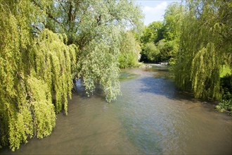 River Avon chalk river at Amesbury, Wiltshire, England overhanging willow tree branches