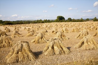 Wheat stooks harvested for thatching standing drying in a field after harvesting, Marden,