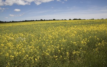 Yellow flowers of oil seed rape crop growing in a field, Suffolk, England, United Kingdom, Europe