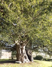 Ancient yew tree dated at 1700 years old All Saints Church, Alton Priors, Wiltshire, England, UK