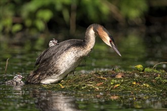 Great Crested Grebe (Podiceps cristatus), adult bird and chicks at the nest, adult bird climbing on