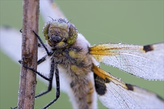 Four-spotted chaser (Libellula quadrimaculata), resting, in a meadow, with dewdrops, portrait,