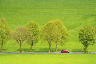Car on a country road, green fields, meadows, trees line the 2-lane road, spring, near Schwelm,