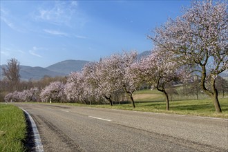 Almond blossom, almond tree (Prunus dulcis), Siebeldingen, German Wine Route, also Southern Wine