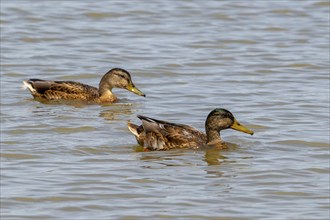 Wild duck female and male mallard (Anas platyrhynchos) in eclipse plumage swimming along the North