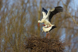 White stork (Ciconia ciconia), stork marriage, mating, copula, Altlu?heim, Germany, Europe