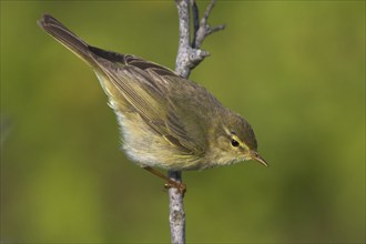 Willow warbler (Phylloscopus trochilus), Heligoland, Erpolzheim, Rhineland-Palatinate, Federal