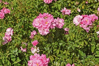 Europe, Germany, wildflower meadow, dog roses, Europe