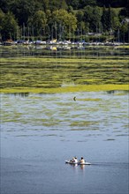 Green carpet of plants on Lake Baldeney in Essen, proliferating aquatic plant Elodea, waterweed, an