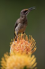 Cape Honeybird (Promerops cafer), adult, male, on flower, Protea, singing, Kirstenbosch Botanical