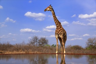 Southern giraffe (Giraffa camelopardalis giraffa), adult, at the water, Kruger National Park,