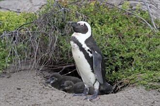 African penguin (Spheniscus demersus), adult, with young, at breeding den, on land, Betty's Bay,