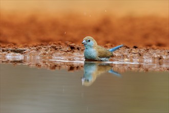 Angolan butterfly finch (Uraeginthus angolensis), blue-eared butterfly finch, adult, at the water,