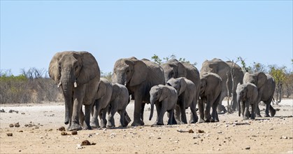 Herd of african elephant (Loxodonta africana) with young, on their way to the waterhole, Etosha