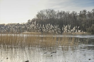 Reeds, shore zone, Grunewaldsee, Grunewald, Charlottenburg-Wilmersdorf, Berlin, Germany, Europe