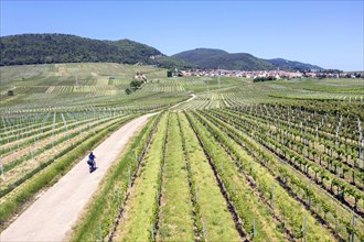 Aerial view cyclist riding through vineyards in the southern wine route, Frankweiler, 25 05 2023