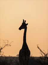 Southern giraffe (Giraffa giraffa giraffa) with oxpecker (Buphagus) on the horn, silhouette in the